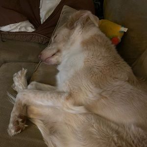 Meet your Posher, Race